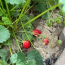 다복농장 이미지