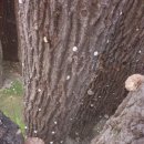 참나무원목표고버섯 이미지