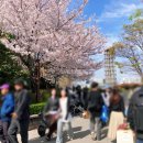 시민공원 | 부산시민공원 피크닉 꿀팁 후기 벚꽃 실시간 개화상황