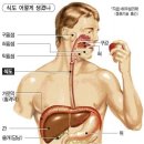 역류성 식도염 방치땐 식도암 노출된다 이미지