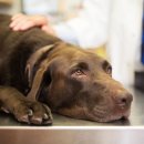 정겨운동물병원 이미지