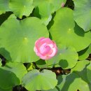 연꽃이야기 이미지