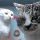 행복건강원 | 대전]해물건강원 내 생에 첫 미더덕회 먹은 후기 (돌멍게+총알오징어찜)