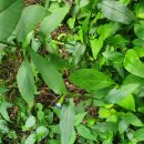 교가5리 이미지