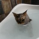 우쭈쭈애견샵 이미지