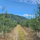 과수원집 이미지