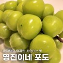 영진이네 포도 - 달콤한 과즙 가득 알 큰 프리미엄 샤인머스켓