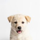 24시하나린동물의료센터 이미지