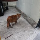 대성닭집 이미지