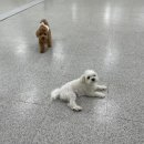 찰스앤에디 이미지