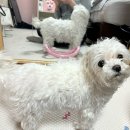 아이엠독 이미지