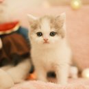 부산고양이분양 퍼스트캣 부산점 이미지