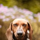 Dear My Pet 네이버블로그