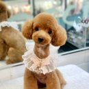 멍멍샤워 이미지