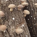 합송농장 이미지