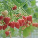 황순원문학관 | 📚 황순원 소설가 일생 총정리 | 중·고등학교 교과서 수록 대표작 「독 짓는 늙은이」 연별 세부 분석