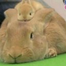 왕십리닭내장탕집 이미지