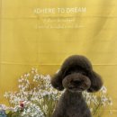 댕곤댕곤 이미지