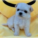 펫365 강아지분양 고양이분양 전주본점 이미지