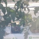 정실농장 이미지