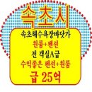 속초 속초시 바닷가 해수욕장 조양동 팬션 펜션 매매 민박 한달살기 일주일 에어비앤비 게스트하우스...