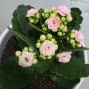 흙 | 이마트 바른 분갈이흙 후기｜가성비 좋은 분갈이흙 추천