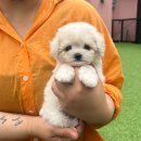 코모네 펫하우스 이미지