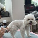 애견1번지 네이버블로그