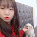 리얼허브애견카페 이미지