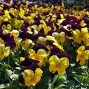 샤론  꽃  화원 이미지