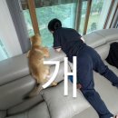 예담인 이미지