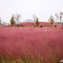 경남 합천 가볼만한곳 합천신소양체육공원 핑크뮬리 구절초 가을여행 이미지