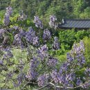 오동나무 이미지