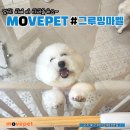 그루밍마벨 | 광주광역시펫택시, 비숑미용 : 그루밍마벨