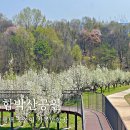 고덕초등학교 건너편 | 평택 꽃구경 배꽃 피는 시기에 가볼 만한 고덕 함박산공원 축제 정보까지