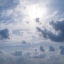 명월 팽나무군락 이미지