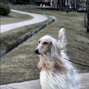 퍼피프린스 이미지