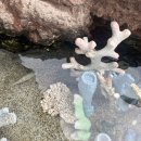 바보언니