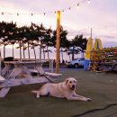 만리포니아 이미지