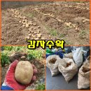 (텃밭/230619) 육아재배로 재배한 감자 수확 이미지