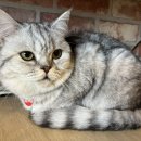 집사의하루 혜화점 이미지