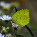 노랑나비 이미지