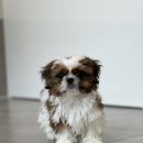 헬로우 그루밍 이미지