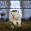 밍크 - 익산시 고봉로18길 88 | 밍크