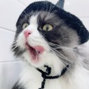 고양이 미용& 호텔 우연히, 캣 이미지