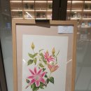 봄맞이 꽃그림 보태니컬 아트 이미지