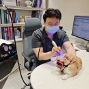 아이숲동물병원 | 성수숲속피부과동물병원 오로레이저 후기 이벤트