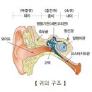 외상에 의한 고막 천공[Traumatic rupture of ear drum ][Traumatic tympanic membrane pe 이미지