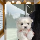 화천동물병원 | 화천 유기견보호센터 말티츄입양 으로 만나게 된 소중한 인연