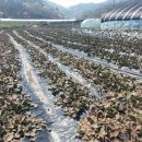 선화농장 이미지